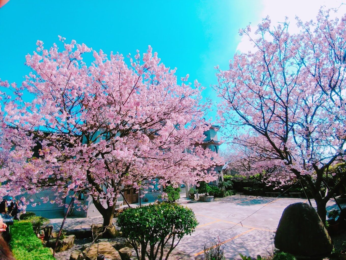 陽明山櫻花賞：避開週末人潮的秘訣