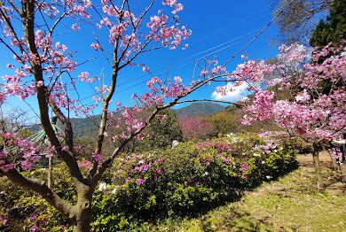 陽明山櫻花賞：避開週末人潮的秘訣