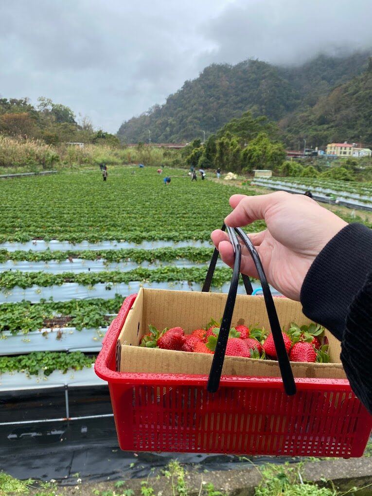 【2025】大湖草莓旅遊必去指南｜不可錯過的鮮採體驗