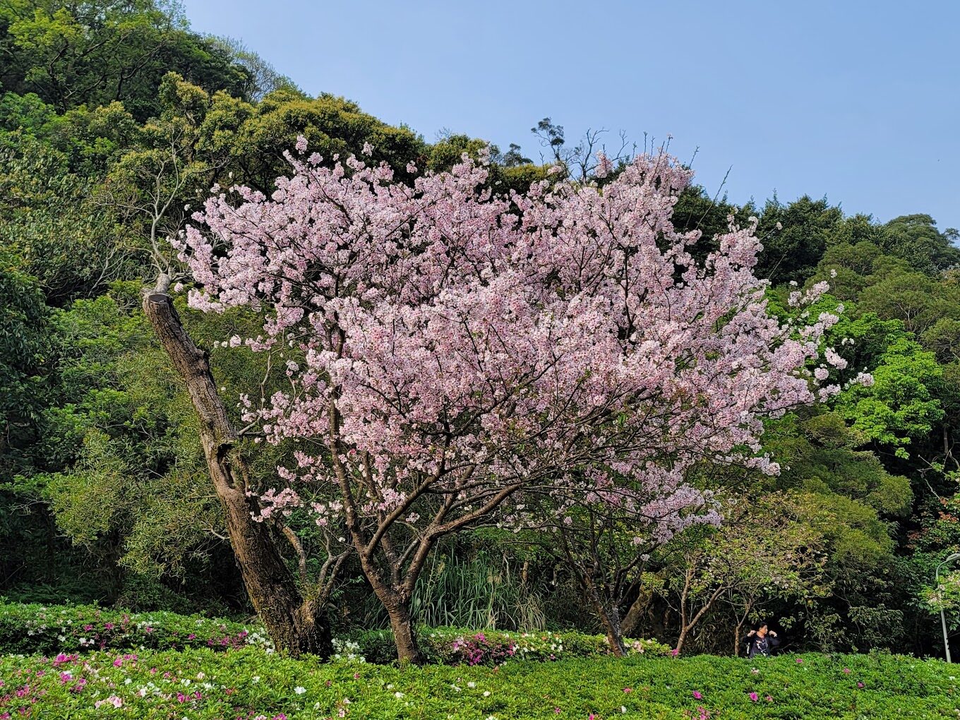 陽明山櫻花賞：避開週末人潮的秘訣