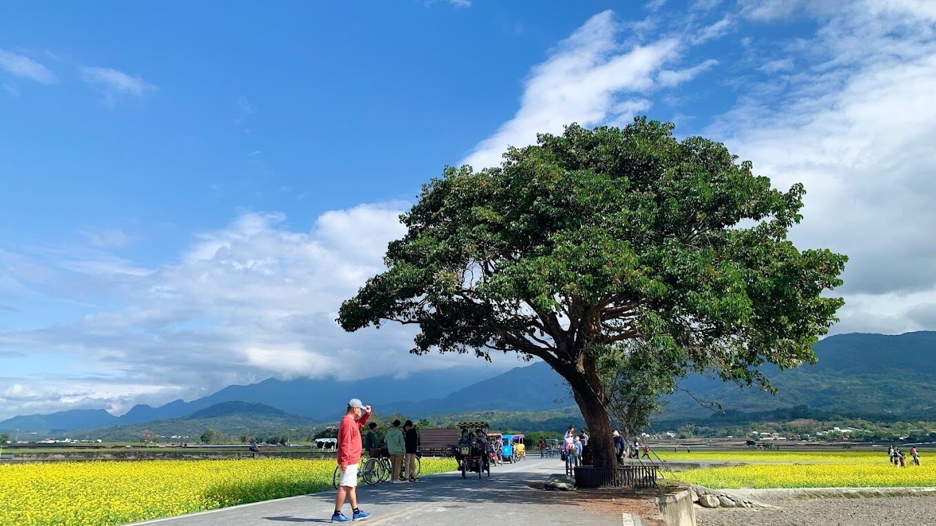 奉茶樹 金城武樹