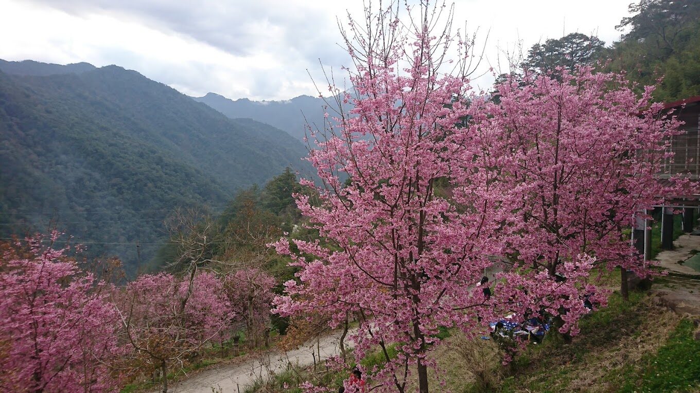 司馬庫斯櫻花季必看指南｜不容錯過的絕美景點