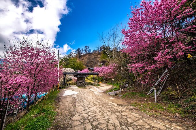 司馬庫斯櫻花季必看指南｜不容錯過的絕美景點