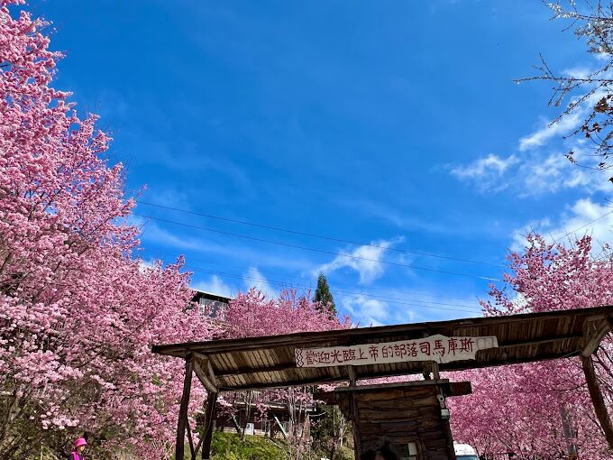 司馬庫斯櫻花季必看指南｜不容錯過的絕美景點