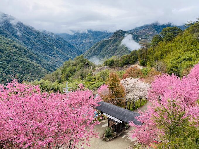 司馬庫斯櫻花季必看指南｜不容錯過的絕美景點
