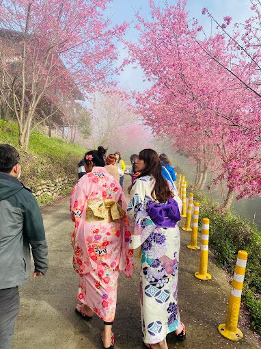 司馬庫斯櫻花季必看指南｜不容錯過的絕美景點