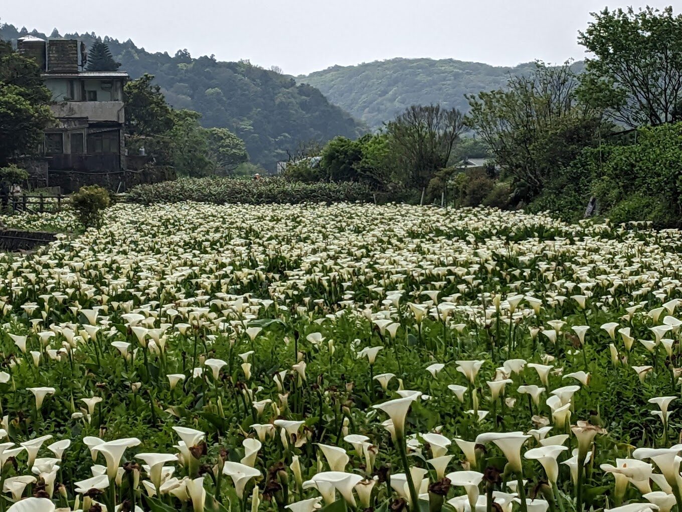 陽明山景點探索：避免錯過的隱藏美景
