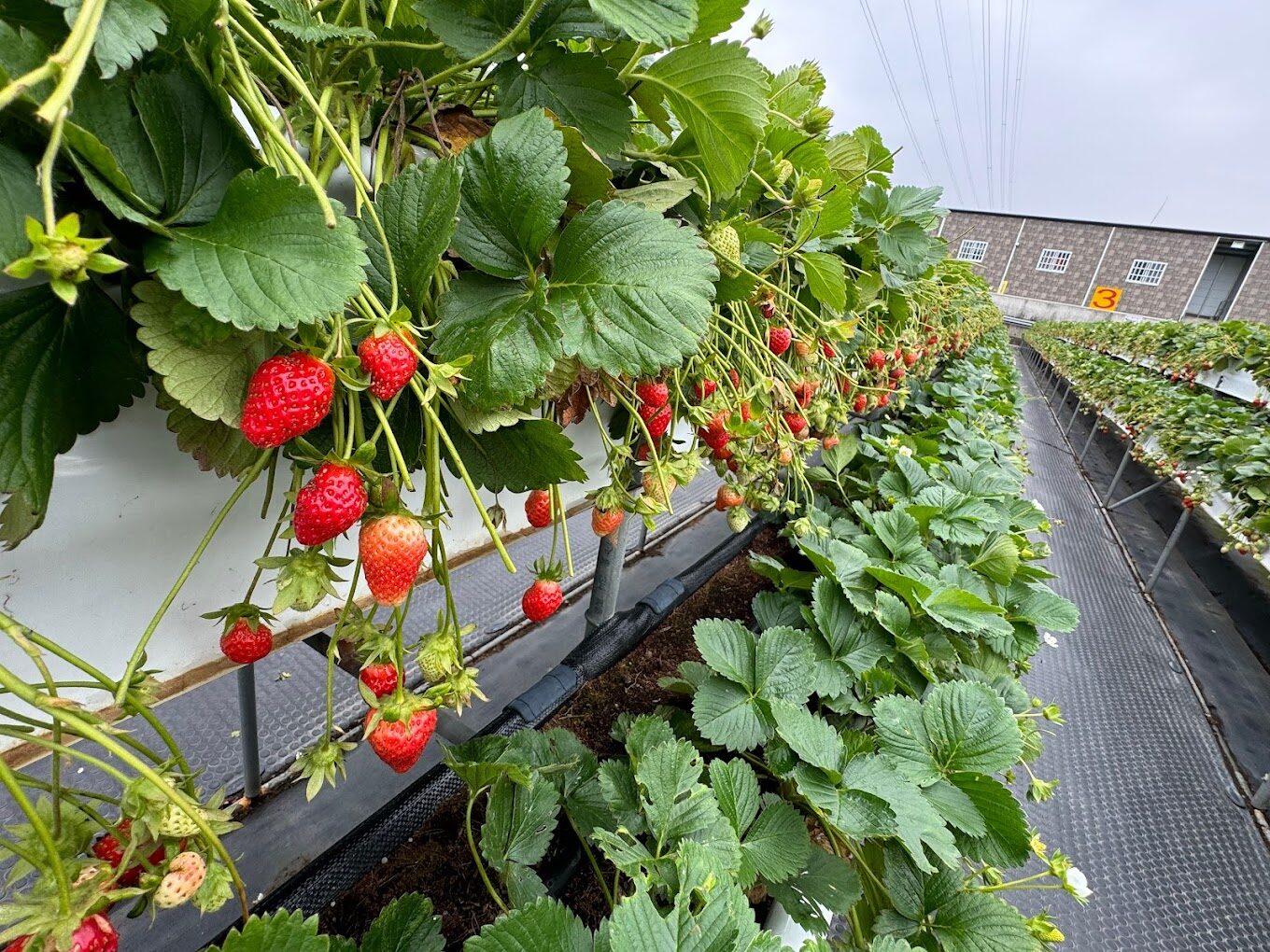 【2025】大湖草莓旅遊必去指南｜不可錯過的鮮採體驗