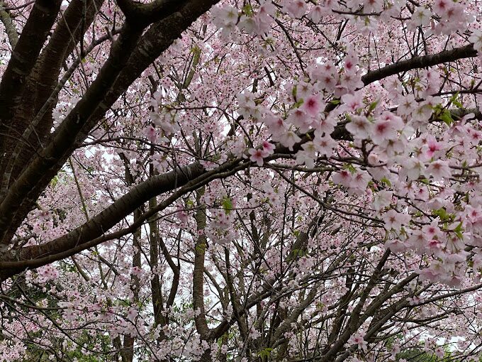 陽明山景點探索：避免錯過的隱藏美景