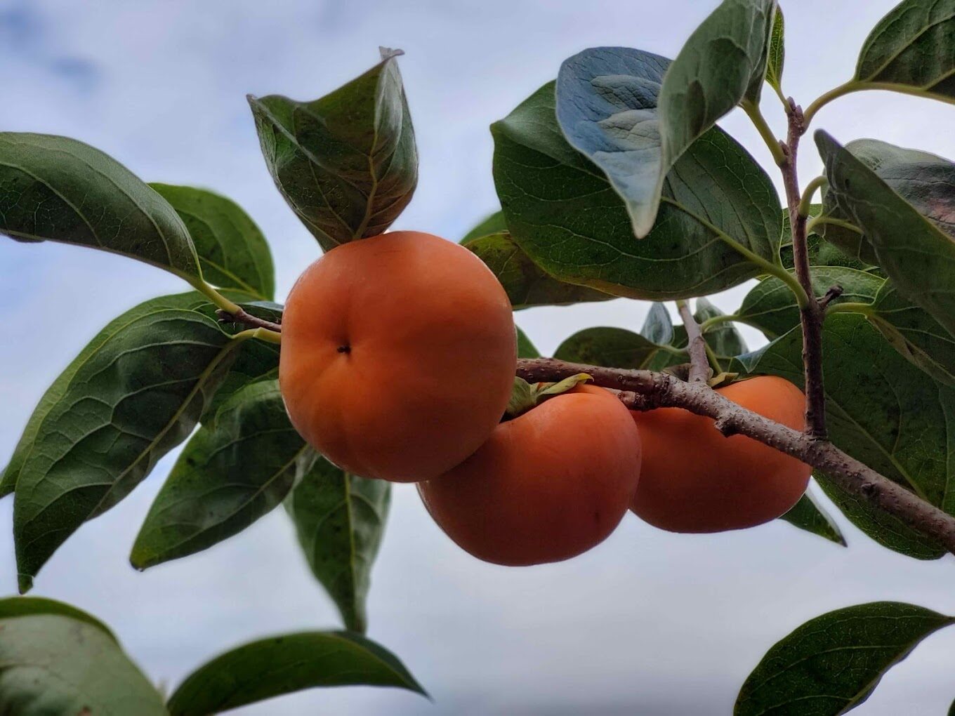 【2025】梨山賓館必住理由|避開雷點的住宿秘訣