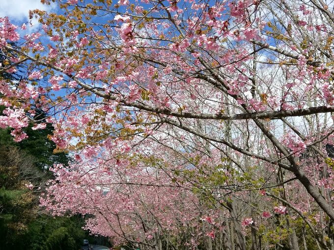 2025武陵農場必遊攻略｜絕美景點與必吃美食推薦