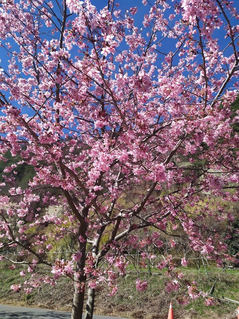 2025武陵農場必遊攻略｜絕美景點與必吃美食推薦