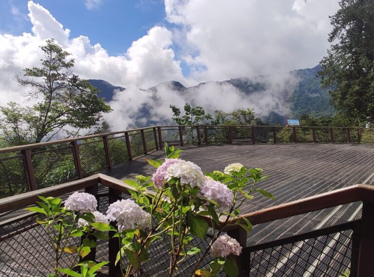 探索阿里山祕境：你不能錯過的自然景點