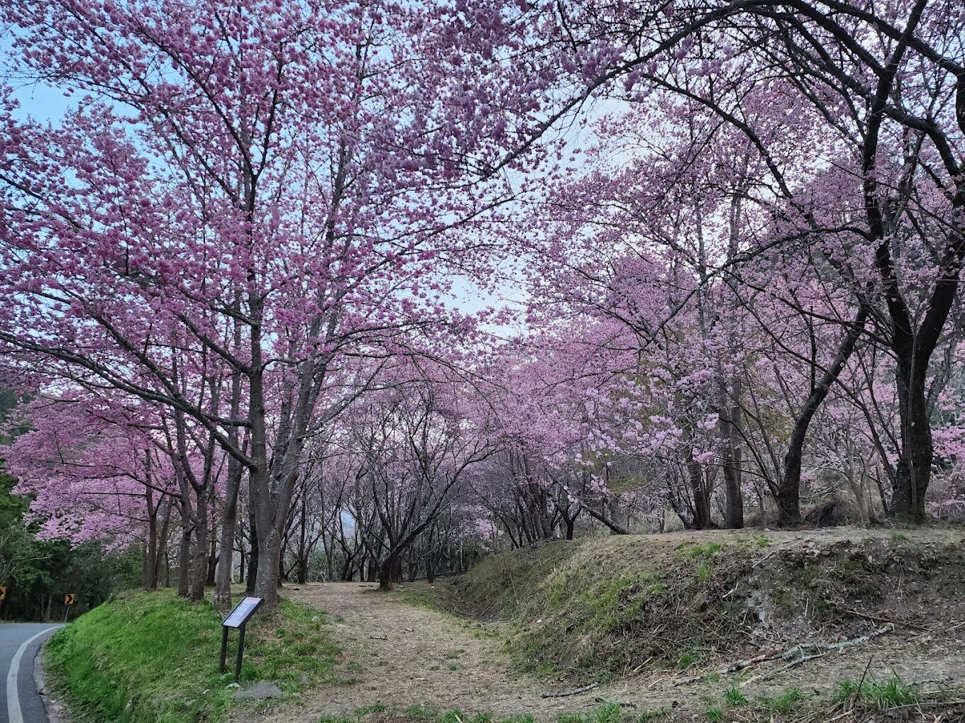 武陵農場櫻花季避坑攻略｜避免這常見錯誤，讓您的賞花之旅圓滿