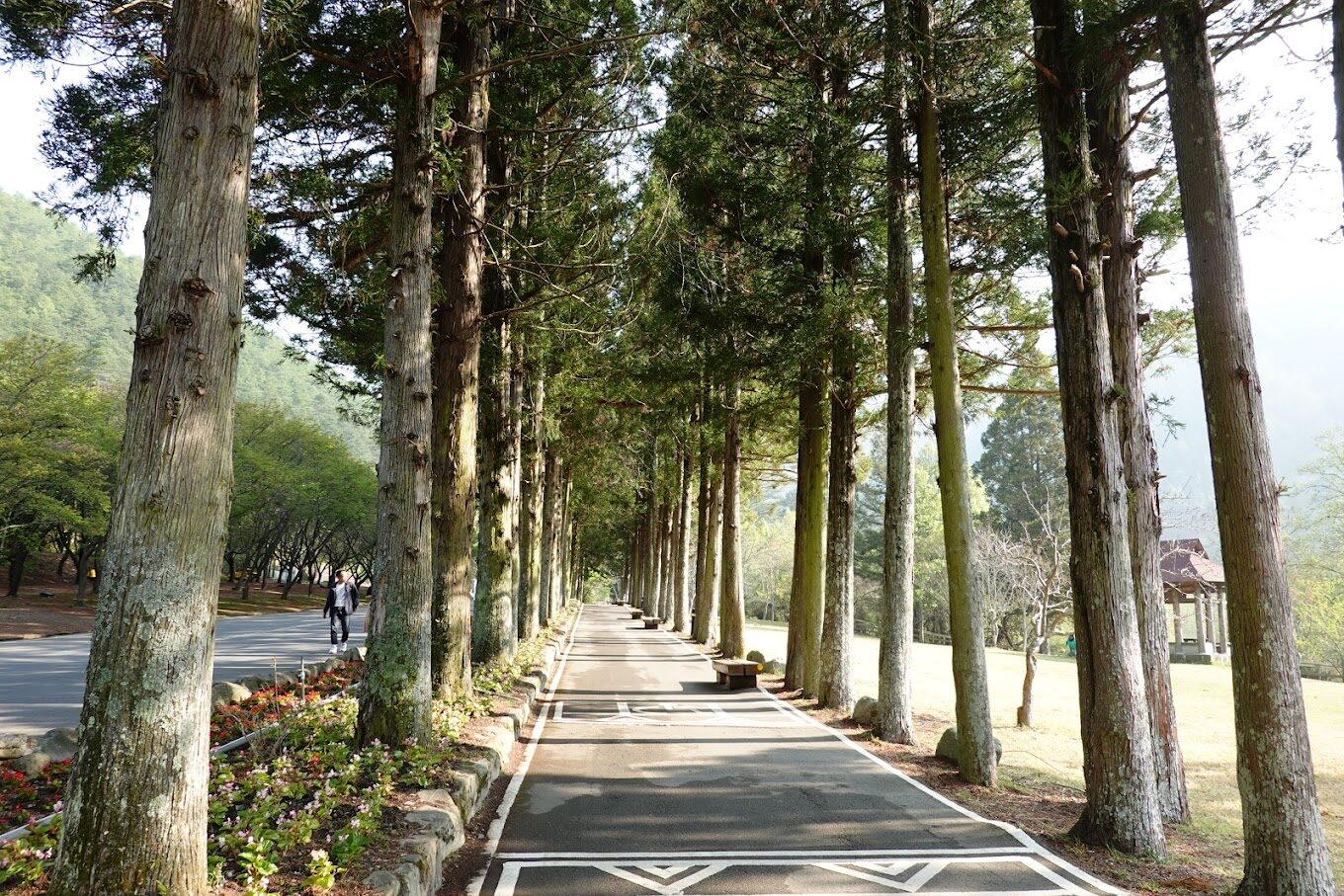 武陵農場櫻花季避坑攻略｜避免這常見錯誤，讓您的賞花之旅圓滿