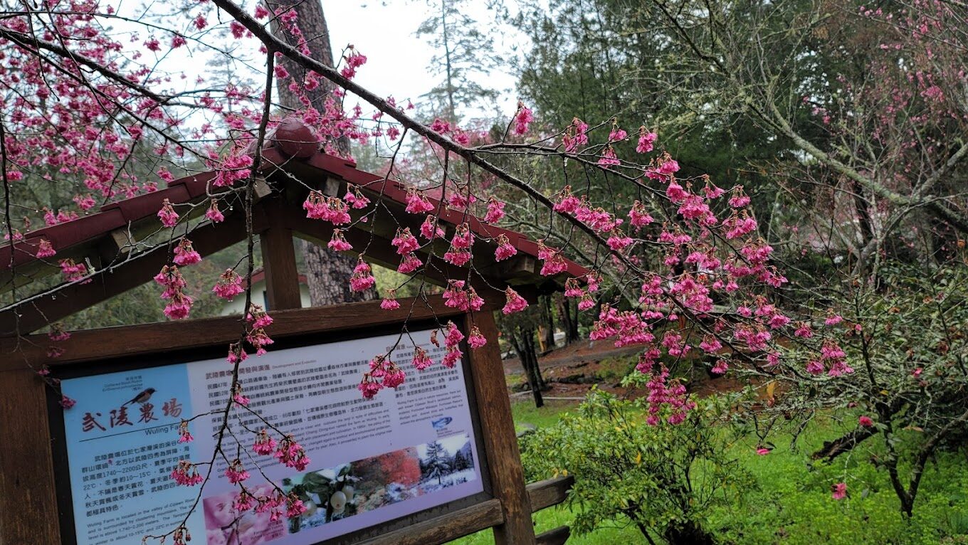 武陵農場住宿不踩雷！必知的住宿小技巧與推薦選擇