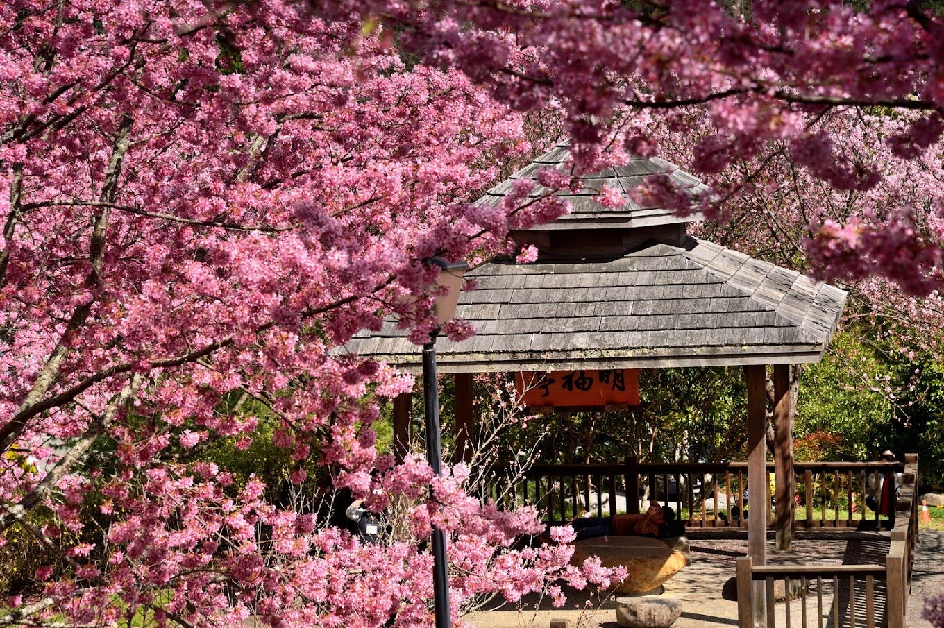 武陵農場住宿不踩雷！必知的住宿小技巧與推薦選擇