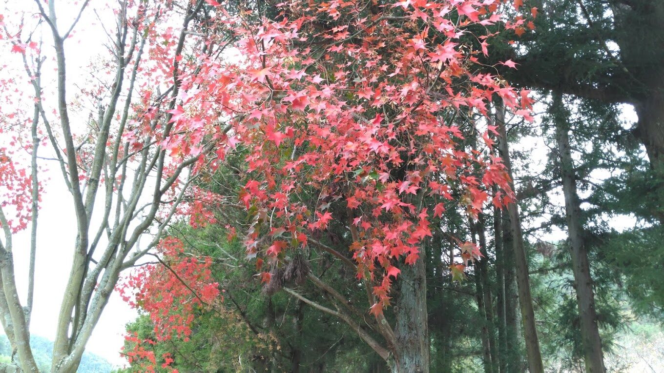 武陵農場住宿不踩雷！必知的住宿小技巧與推薦選擇