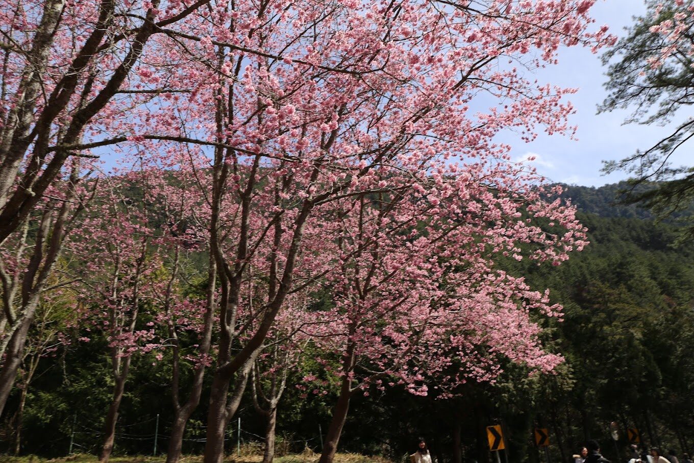 武陵農場住宿不踩雷！必知的住宿小技巧與推薦選擇