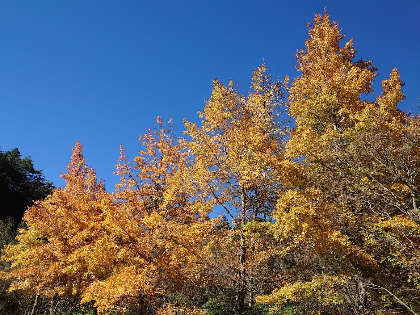 武陵農場訂房須知｜避免訂錯的常見陷阱