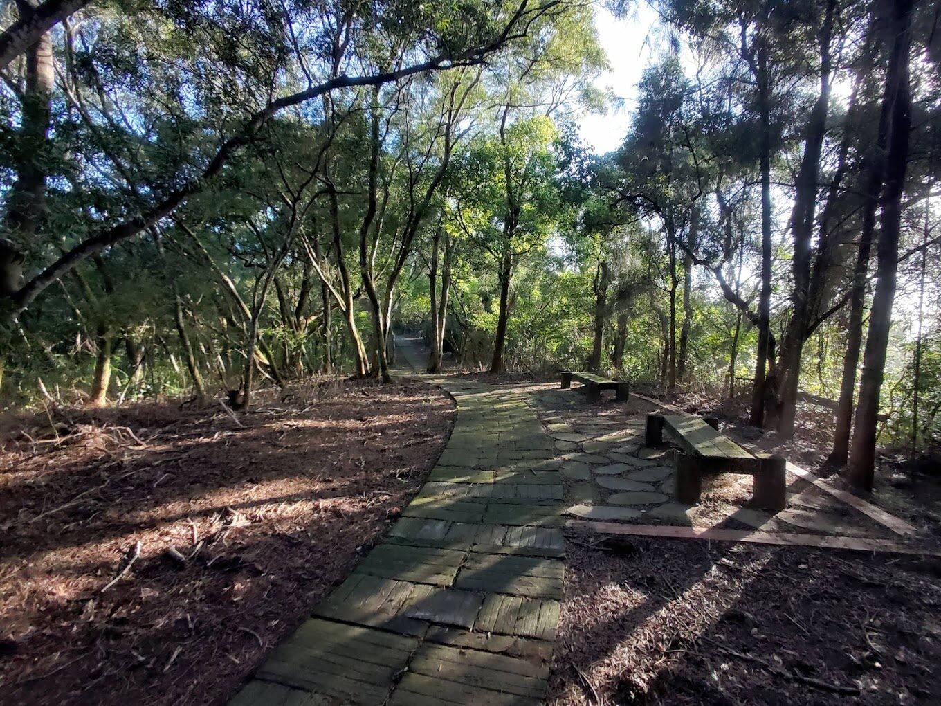 苗栗免費景點：揭開不花錢也能享受的隱藏版秘境