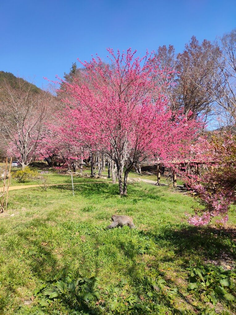 【2025】武陵農場露營｜露營新手絕不能忽視的細節