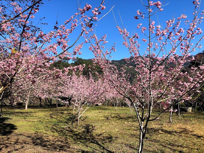 苗栗免費景點：揭開不花錢也能享受的隱藏版秘境