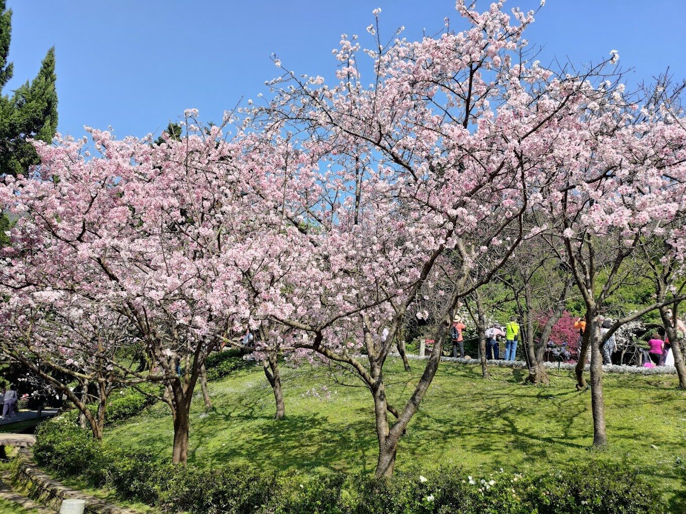 【2025】台灣櫻花必訪景點｜你絕不能錯過的賞櫻地點