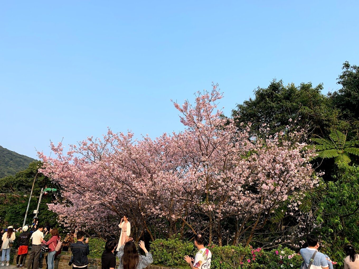 【2025】台灣櫻花必訪景點｜你絕不能錯過的賞櫻地點