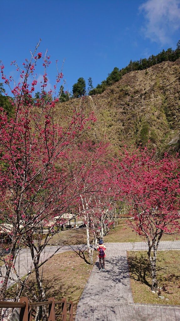 【2025】台灣櫻花必訪景點｜你絕不能錯過的賞櫻地點