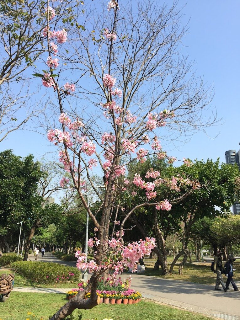 【2025】台灣櫻花必訪景點｜你絕不能錯過的賞櫻地點
