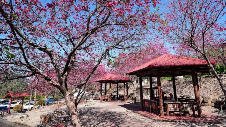 【2025】台灣櫻花必訪景點｜你絕不能錯過的賞櫻地點