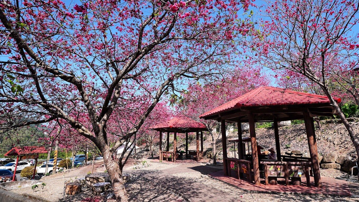 【2025】台灣櫻花必訪景點｜你絕不能錯過的賞櫻地點