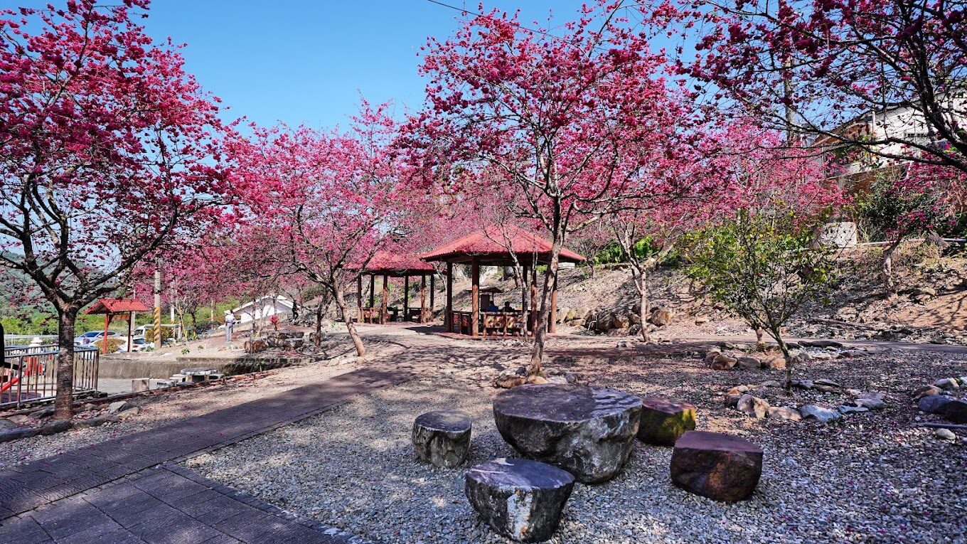 【2025】台灣櫻花必訪景點｜你絕不能錯過的賞櫻地點