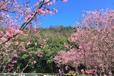 2025陽明山花季：避開人潮的私密賞花景點推薦