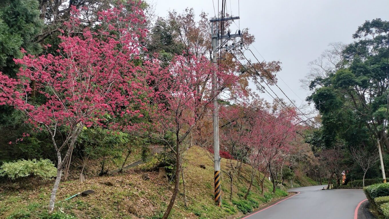 【2025】東勢林場必遊景點｜探索台灣秘境自然之美