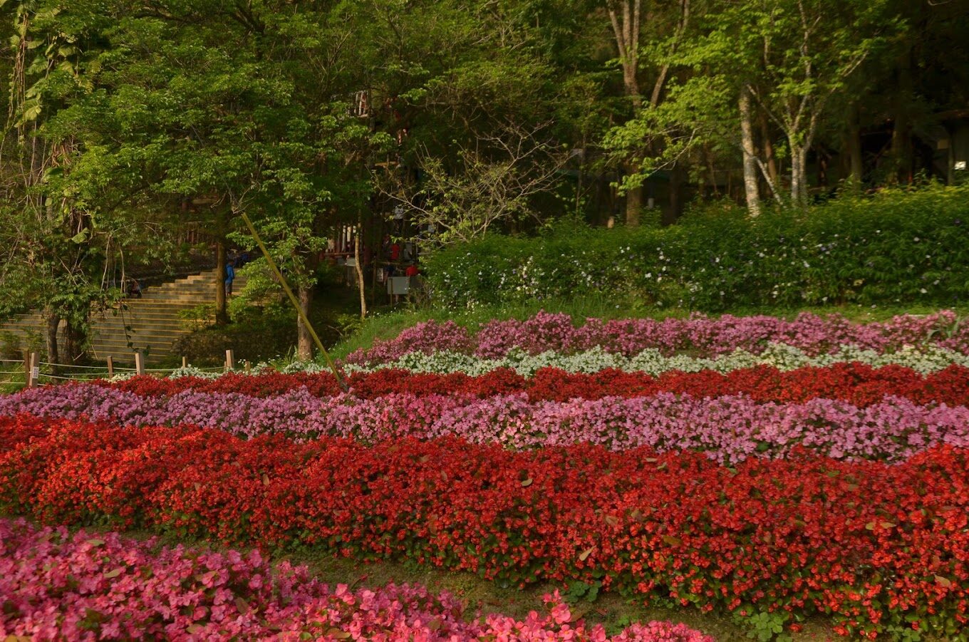 【2025】東勢林場必遊景點｜探索台灣秘境自然之美