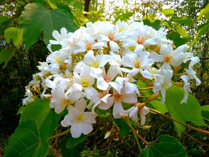 【2025】東勢林場必遊景點｜探索台灣秘境自然之美