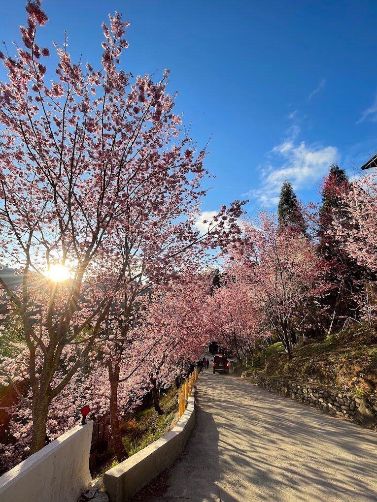 司馬庫斯不可錯過的景點｜後悔沒去的美麗秘境