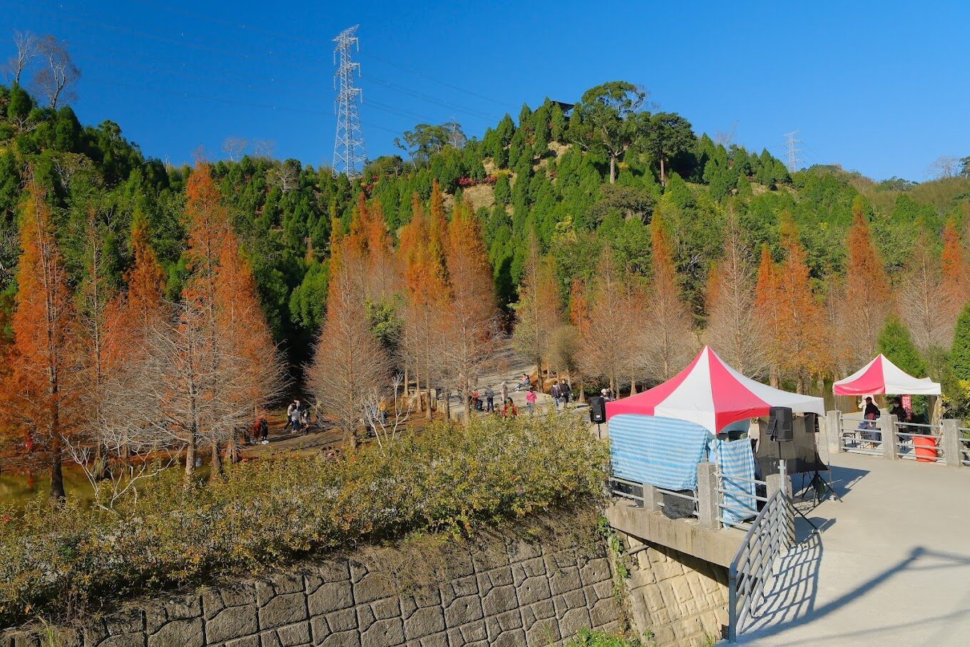 三灣落羽松：2025年必訪的秘境景點，避開人潮享受大自然