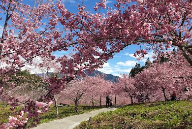 梨山賓館旅遊攻略：您不可錯過的體驗