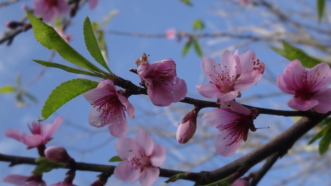 梨山賓館旅遊攻略：您不可錯過的體驗