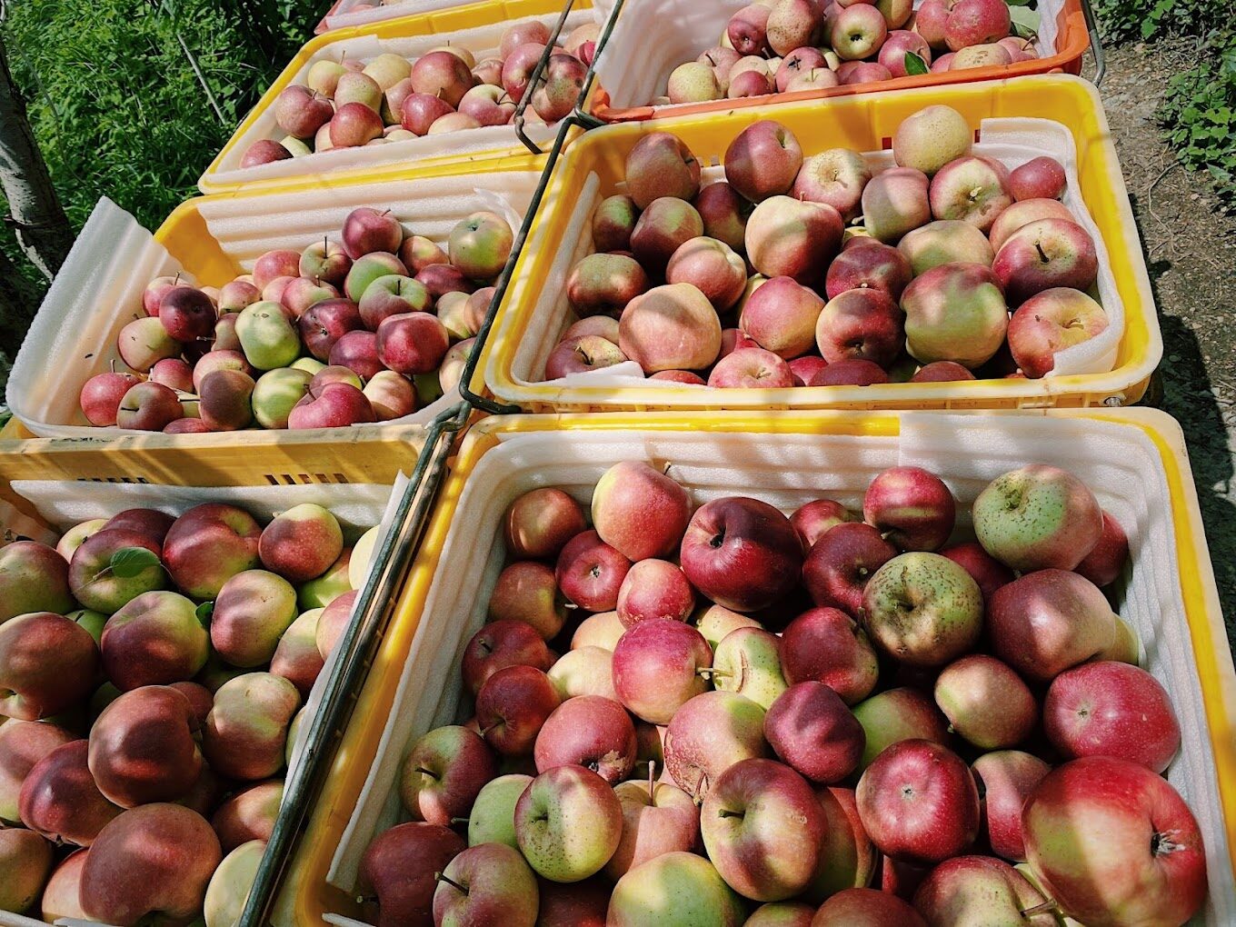 2025武陵農場旅遊攻略｜必訪景點與在地美食推薦