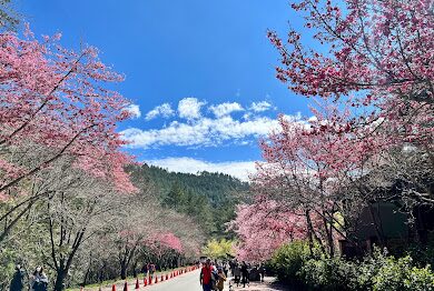 2025武陵農場旅遊攻略｜必訪景點與在地美食推薦