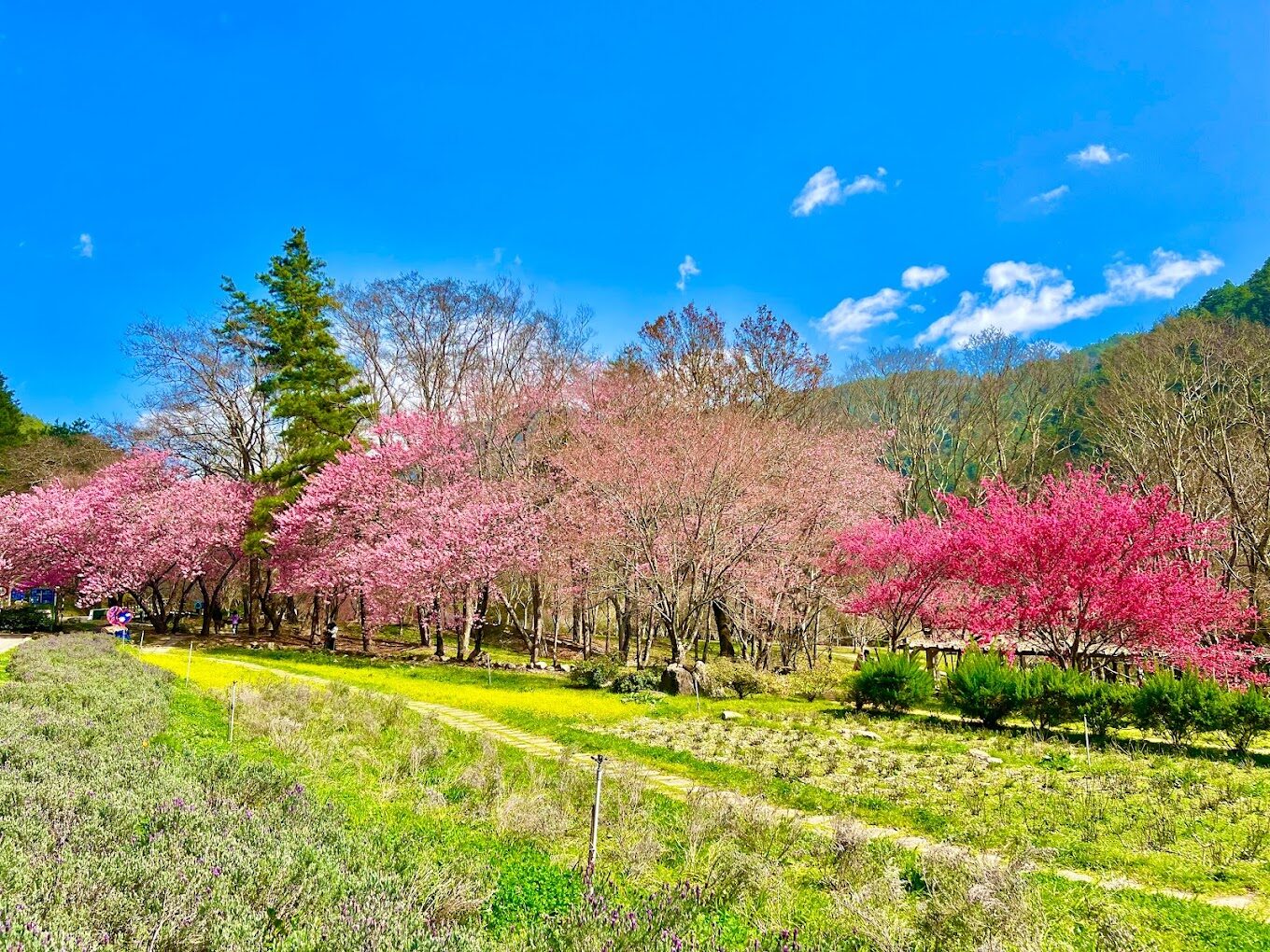 2025武陵農場旅遊攻略｜必訪景點與在地美食推薦