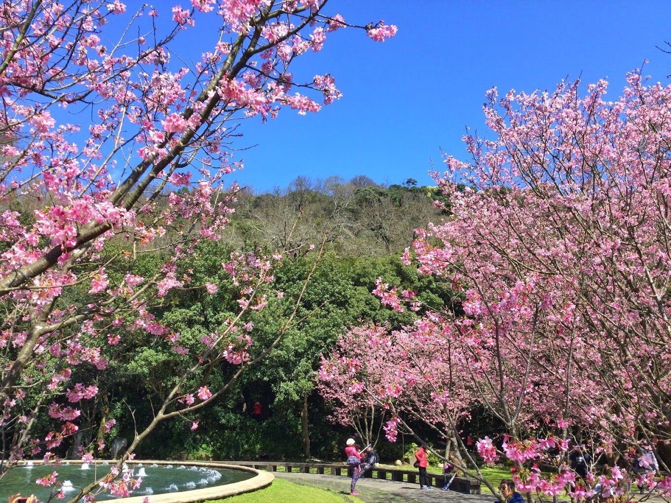 陽明山櫻花：2025不可錯過的賞花景點