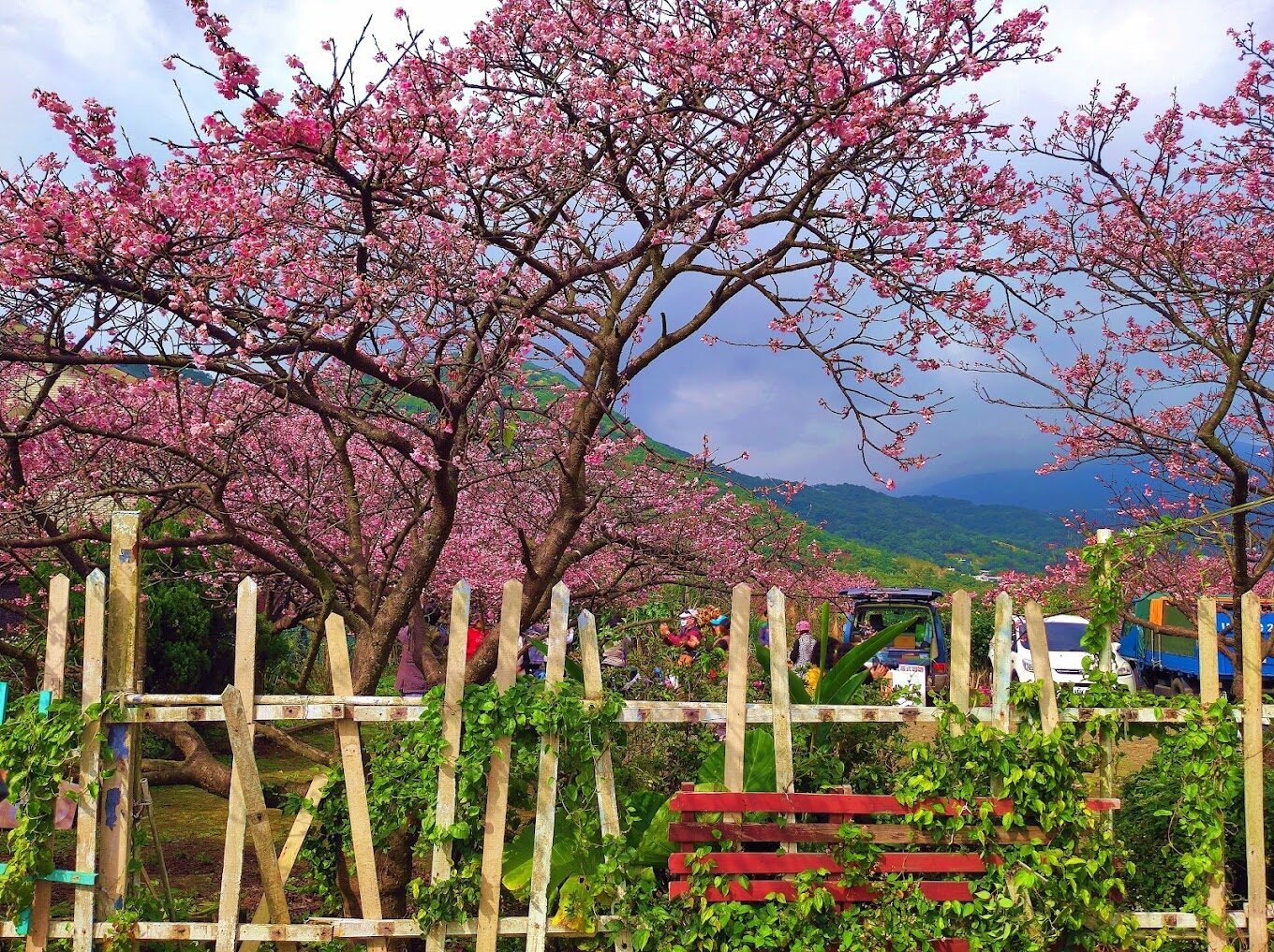 陽明山櫻花：2025不可錯過的賞花景點