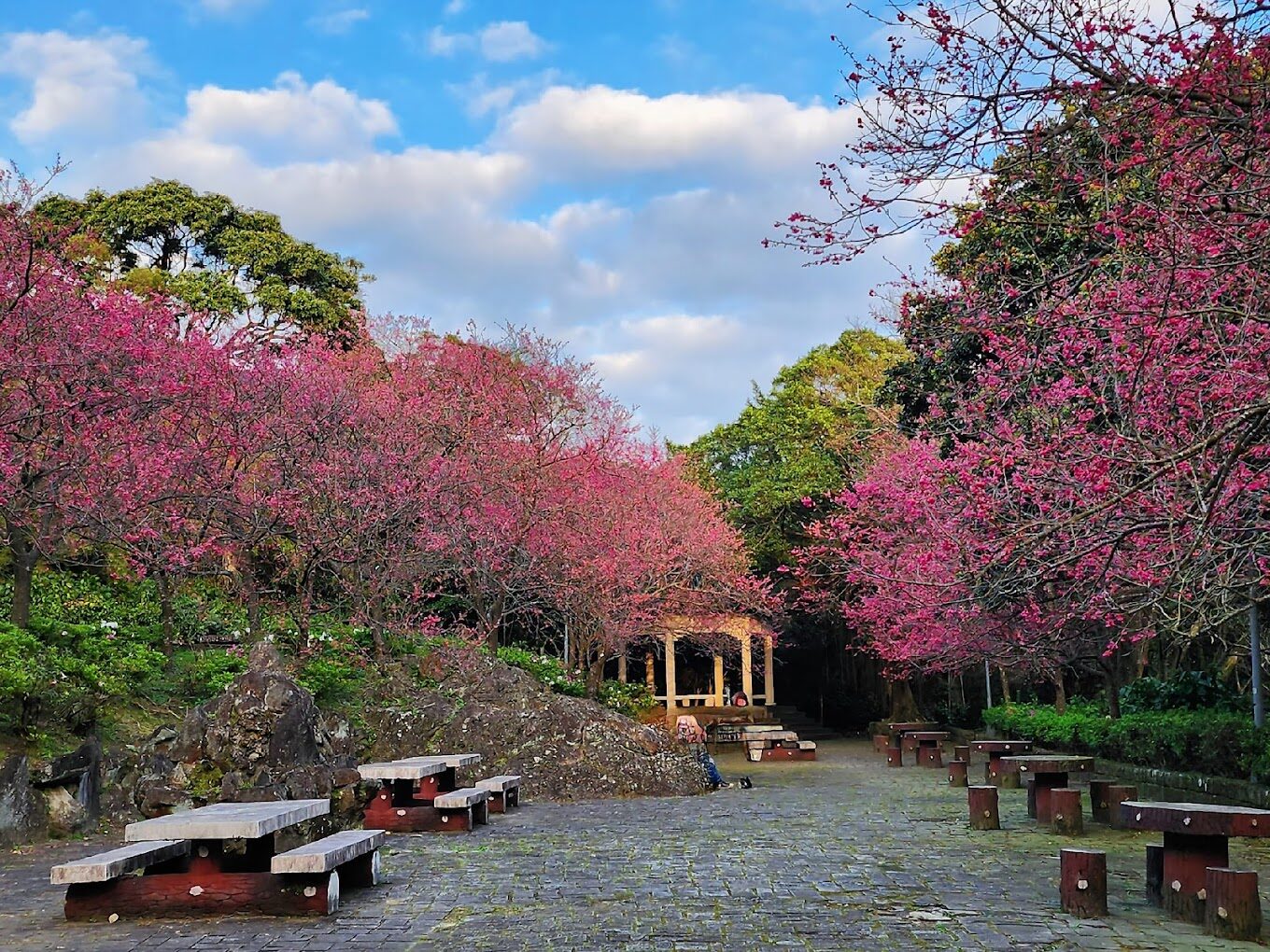 陽明山櫻花：2025不可錯過的賞花景點