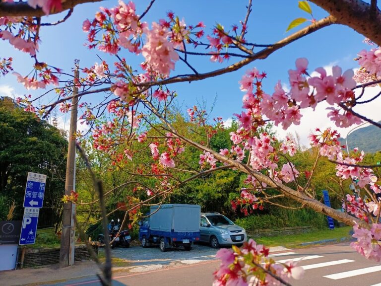 陽明山櫻花：2025不可錯過的賞花景點