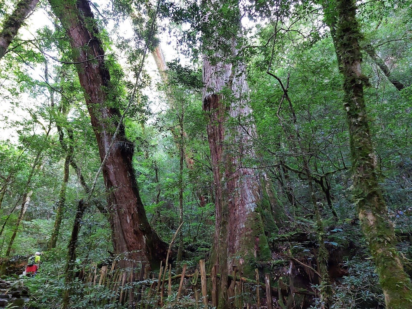 2025司馬庫斯必訪景點｜避開人群的秘境之旅